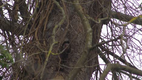 squirrel sticking head out of hole in tree in the snow