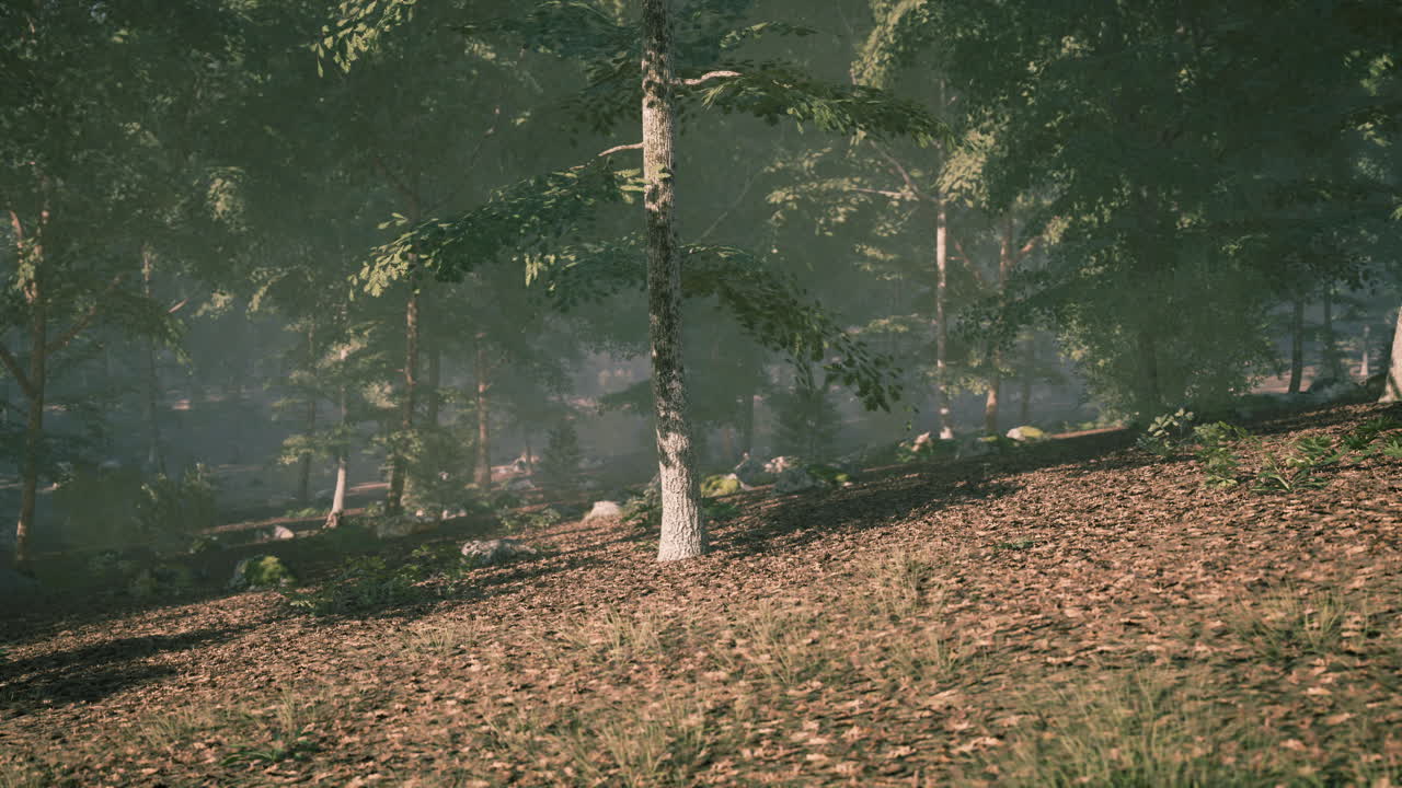 Sunlight filtering through trees in a peaceful forest during the afternoon