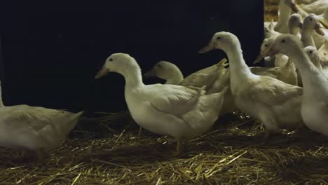 Nahaufnahme-Von-Lebensmittelbehältern,-Die-Züchter-Enten-In-Einer-Indoor-Farm-Füttern