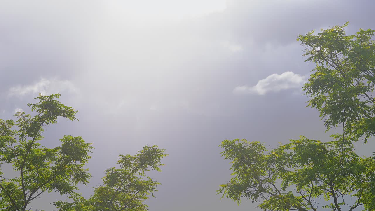 이른 아침 숲 안개와 머릿단