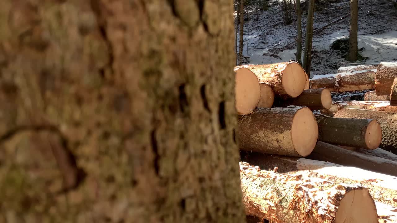 Rows of piled of logs waiting to be transported in the woods