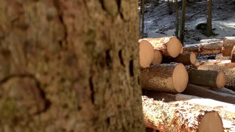 rows of piled of logs waiting to be transported in the woods