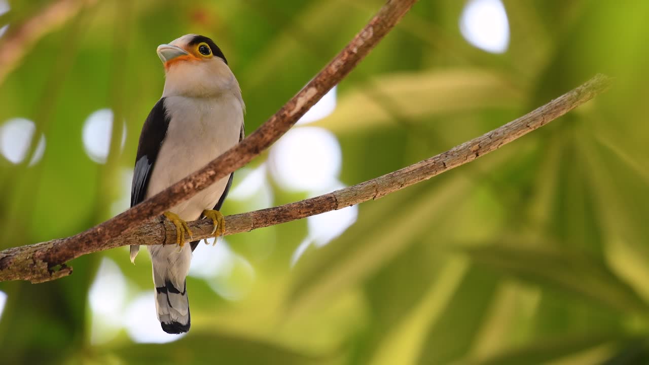 The Silver-breasted Broadbill is a famous bird in Thailand, both local and international