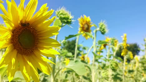 Abeja-Arrastrándose-Sobre-El-Pistilo-De-Un-Girasol-Orientado-Al-Norte-Bajo-Un-Cielo-Azul-Claro