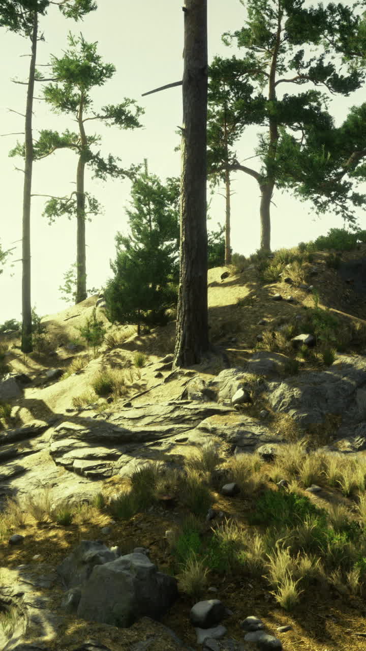 Forest landscape with rocky terrain and sunlight filtering through trees