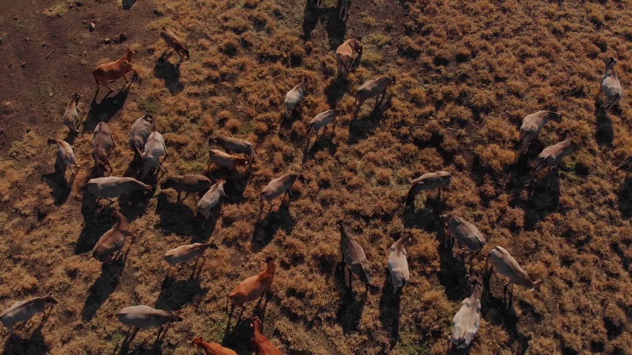 Cattle drinking at a pond in MacKenzie River, Queensland, Australia