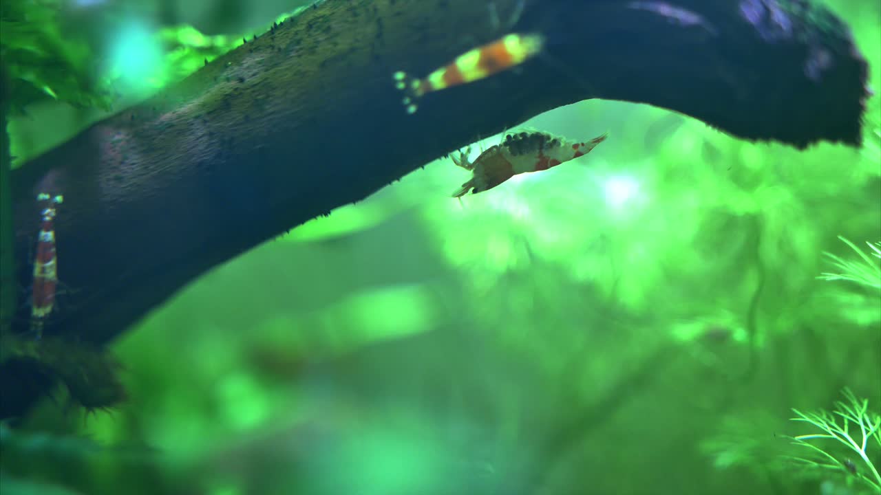 작은 새우 가 물고기 크 에서 알 을 운반 하고 있다