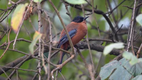 a rufous sibia perched in the canopy of a tree in the jungle