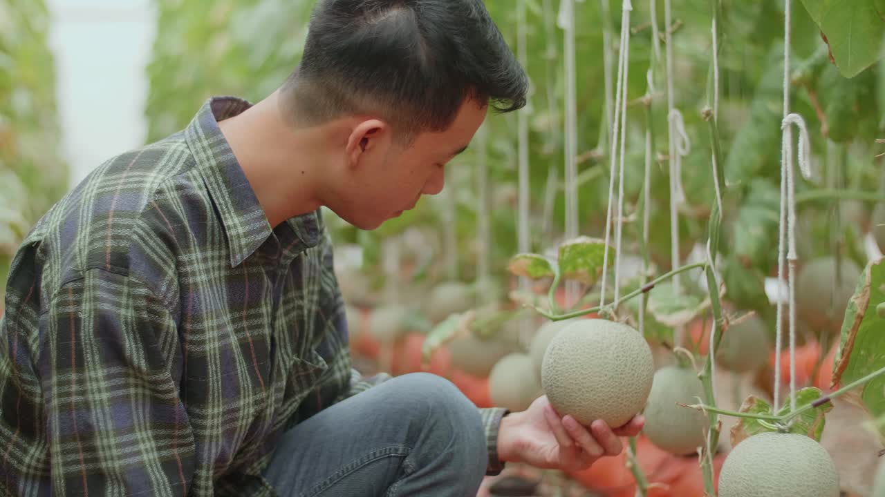 Farmer inspecting a melon in a greenhouse