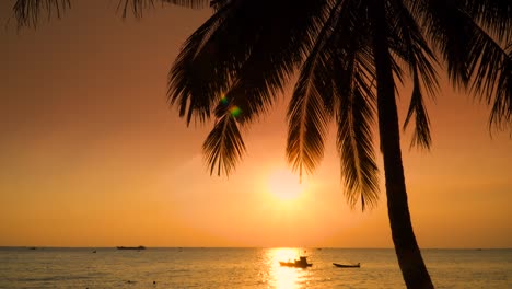 orange sky silhouette palm tree branch. nature sunset beach