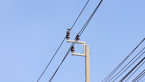 bird moves along electrical wires and pole.