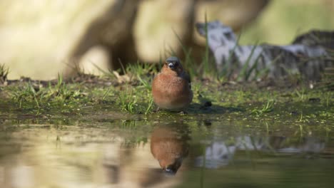 Low-medium-shot-of-a-male-Vink-standing-at-the-edge-of-a-calm-reflective-pond-drinking-water-then-looking-around-before-flying-off,-slow-motion