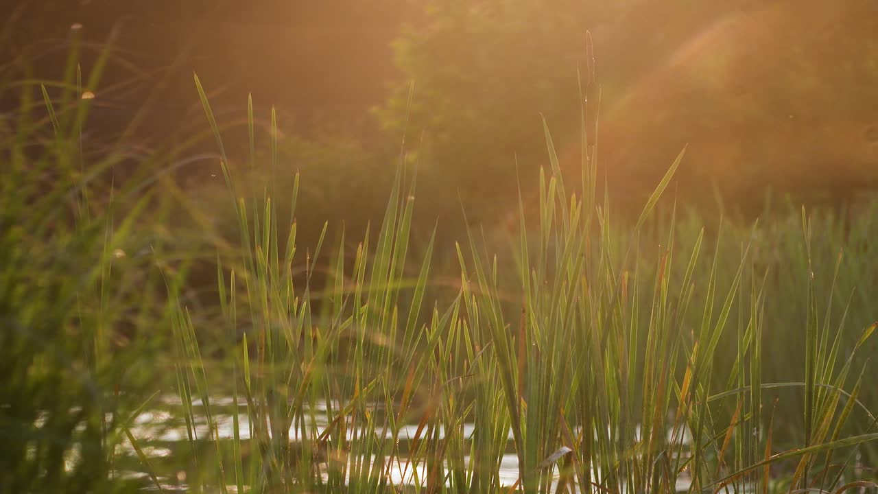 luz del sol brillando a través de las hojas 7