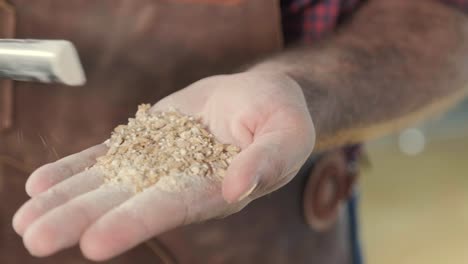 a young brewer wearing a leather apron controls the grinding of malt seeds in a mill at a modern brewery