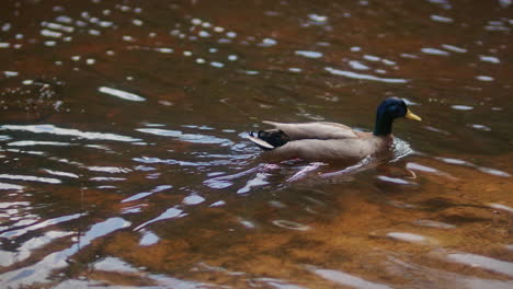 Stockenten-Schwimmen-Im-Lagoa-Azul-See-In-Sintra-Lissabon