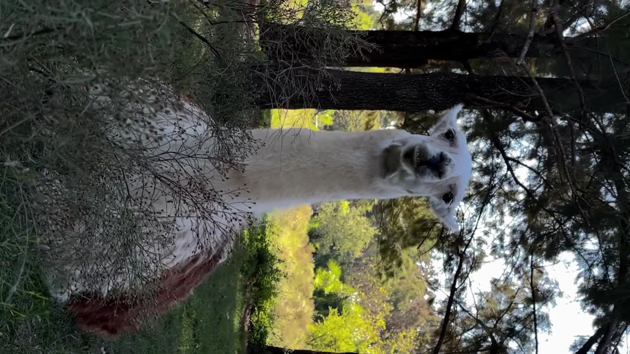 lamas masticando en el paisaje montañoso de américa del sur