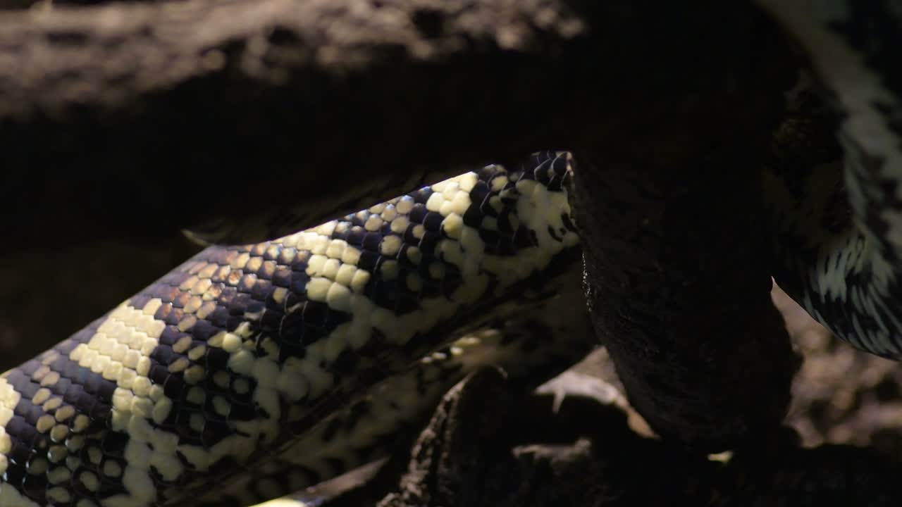 Body of diamond python snake creeping in a terrarium - Morelia spilota