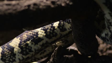 body of diamond python snake creeping in a terrarium - morelia spilota