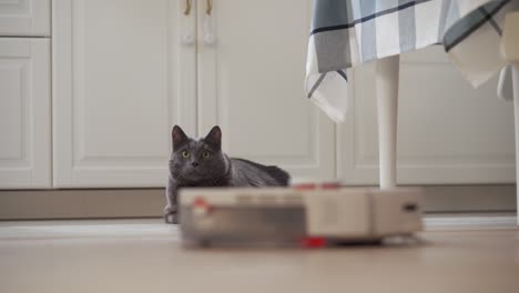 adult gray cat sitting next to a working robot vacuum cleaner, white robotic vacuum cleaner cleaning floor in the apartment.
