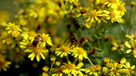 abeja recogiendo néctar de las flores amarillas