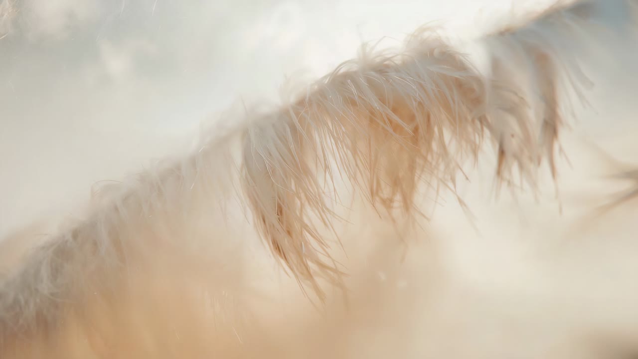 Swaying pampas plume moving into focus from breeze nudging in grass, revealing stalk and fibers