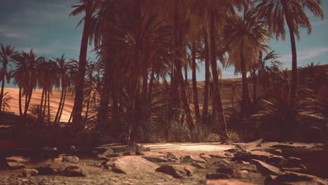 Date-palm-trees-plantation-at-sunset