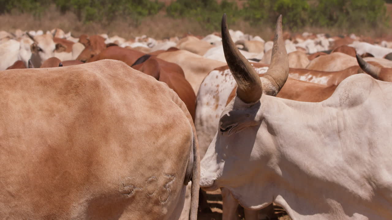 Primo piano di una mandria di bovini Boran in movimento