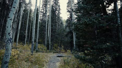 Hermosa-Vista-Al-Bosque-De-Otoño-En-El-Gran-Cañón-De-Cottonwood-Ubicado-En-Utah,-Estados-Unidos