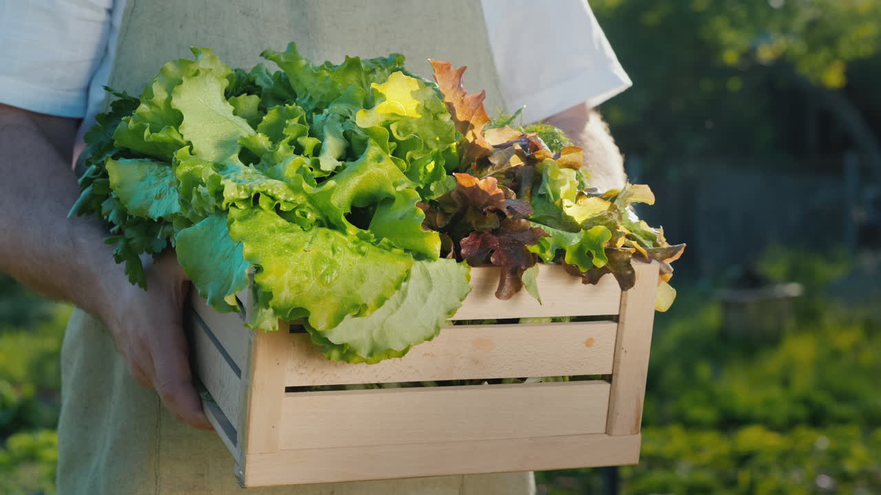 남성 농부는 양상추 잎과 허브가 있는 나무 상자를 들고 있습니다 1
