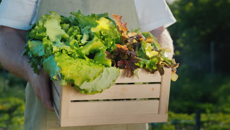 male farmer holds wooden box with lettuce leaves and herbs 1