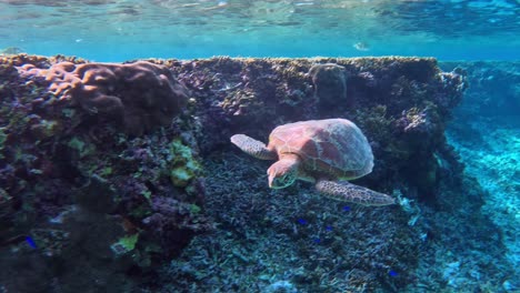 green sea turtle swimming gently near large barrier reef underwater