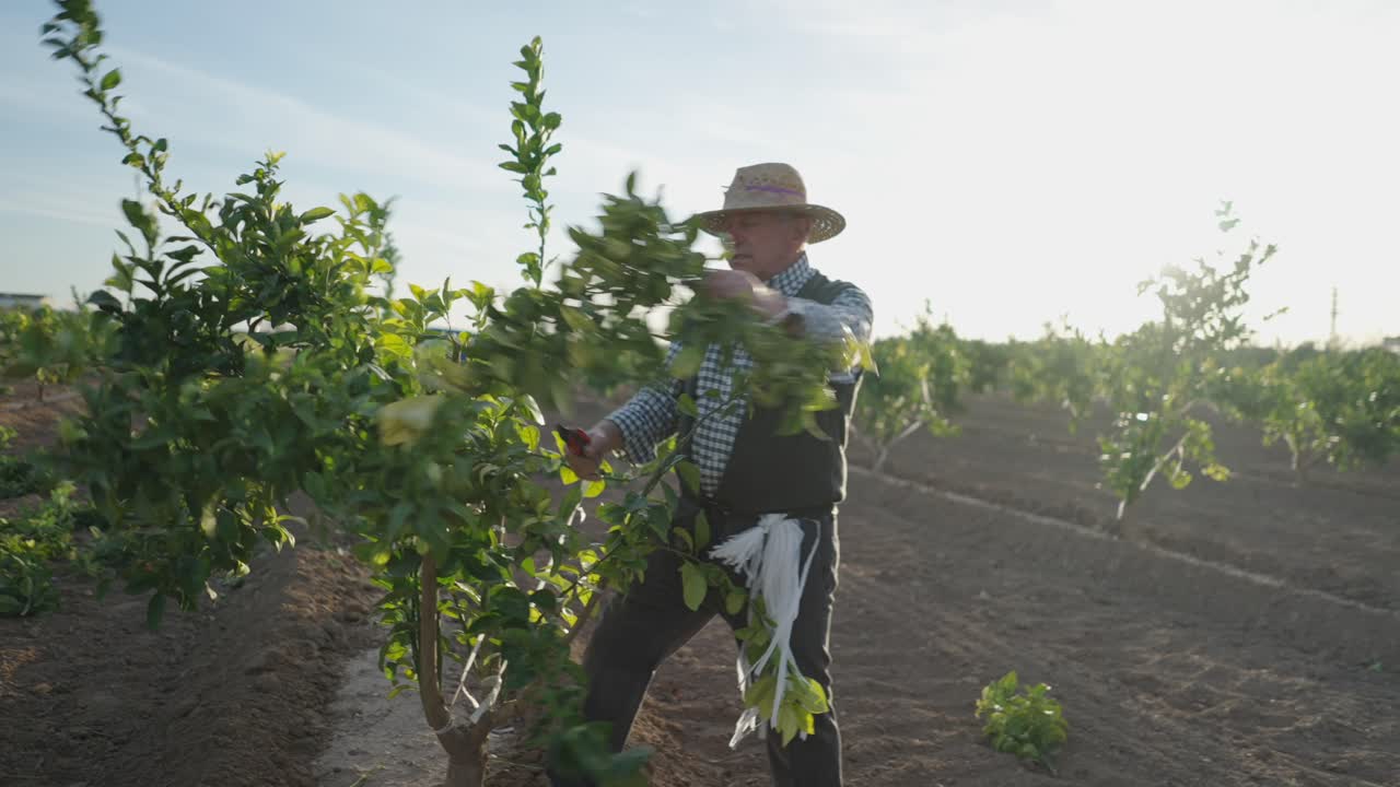 Elderly Farmer Pruning Orange Trees