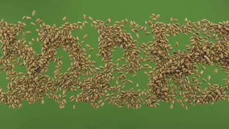 wheat grain stripe isolated on green screen. top view