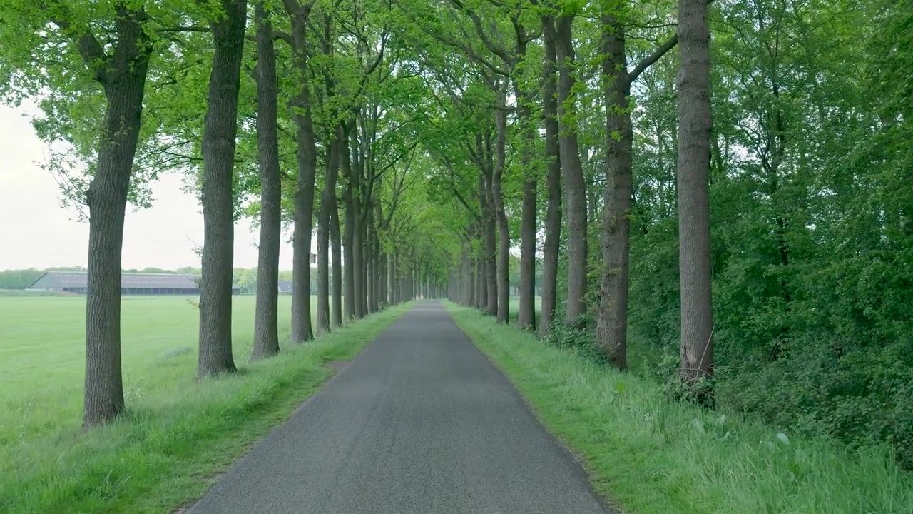 Empty Asphalt Road Lined With Tall Green Trees in the Countryside