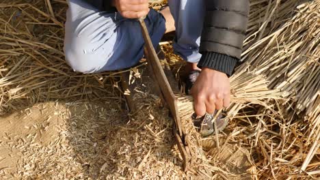 chopping straw for cattle to feed