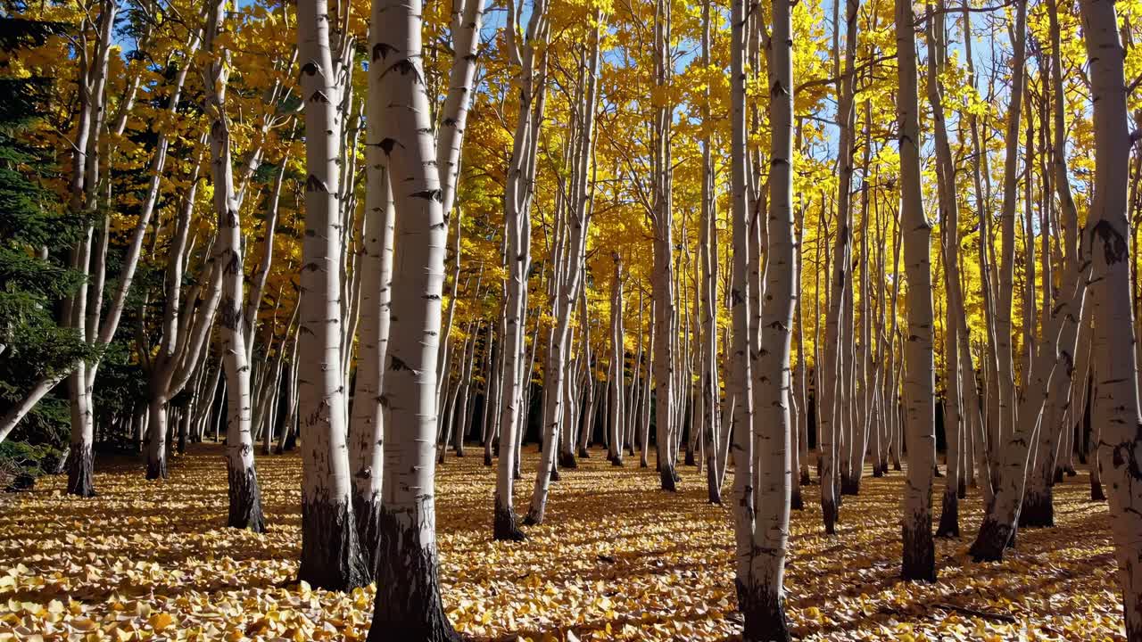 Vibrant autumn forest scene with tall birch trees and golden leaves