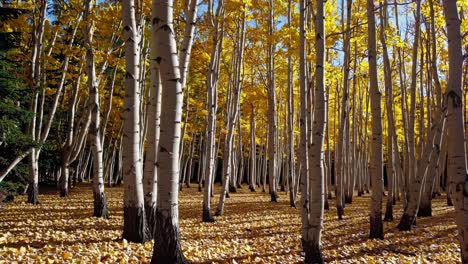 vibrant autumn forest scene with tall birch trees and golden leaves
