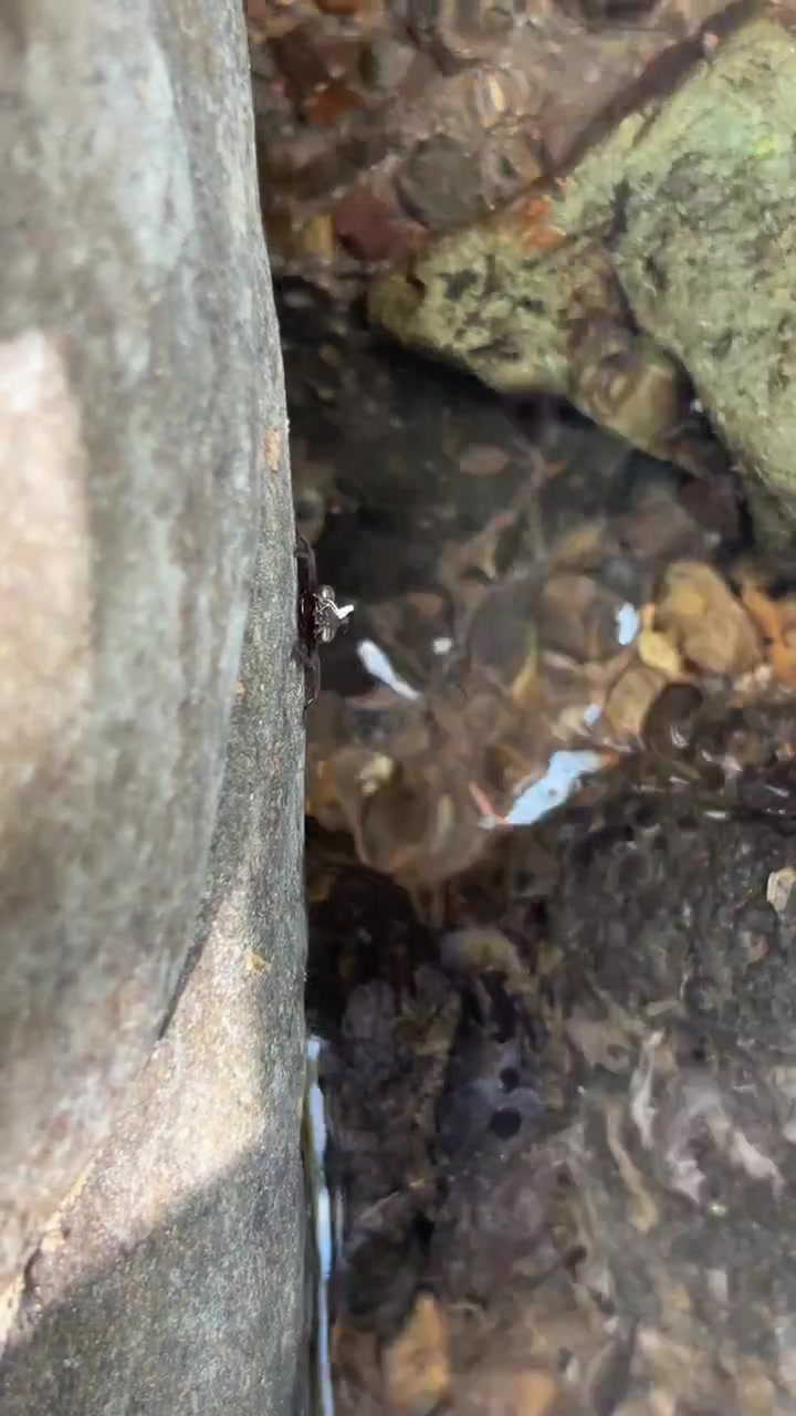 Piccolo insetto che striscia su una roccia accanto a un ruscello che scorre