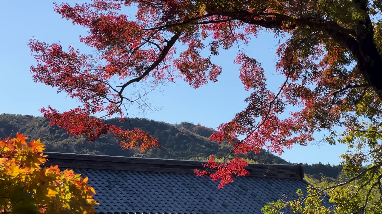 Beautiful vibrant autumn colors over rooftop