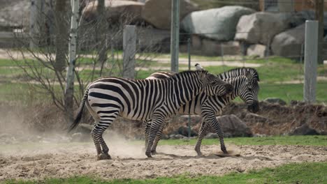 par de cebras peleando y jugando en el zoológico