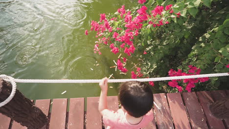 clip en cámara lenta de un niño asiático de dos años disfrutando en un parque al aire libre alimentando a los peces en un estanque desde un puente de madera con flores rosas