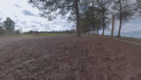 a group of zebras in a drive-through free roam zoo