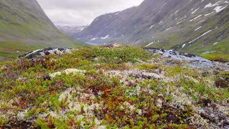 arctic tundra. beautiful nature norway natural landscape.