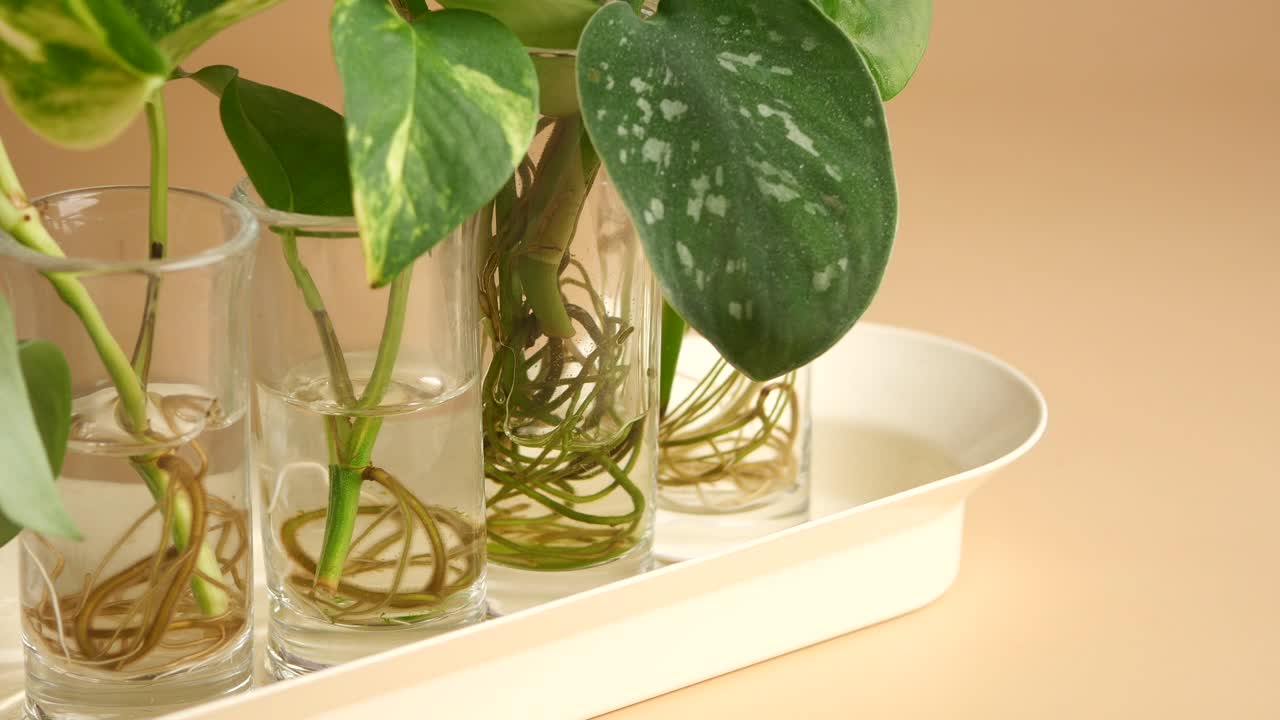Propagating Pothos Cuttings in Water
