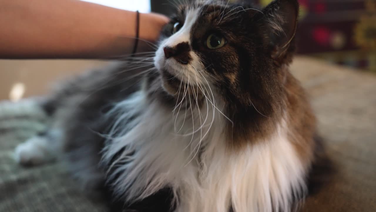 Accarezzare un gatto a pelo lungo al rallentatore.