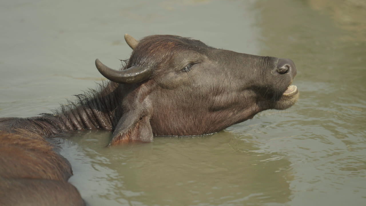 Water Buffalo Swimming in a River