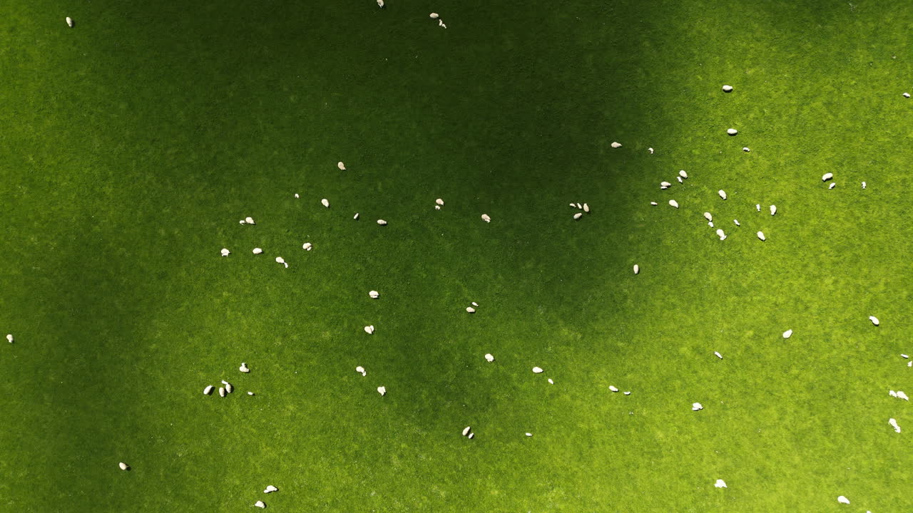 뉴질랜드 풍경의 푸른 초원에 있는 양의 흰 솜털 구름, 위에서 아래로 보기