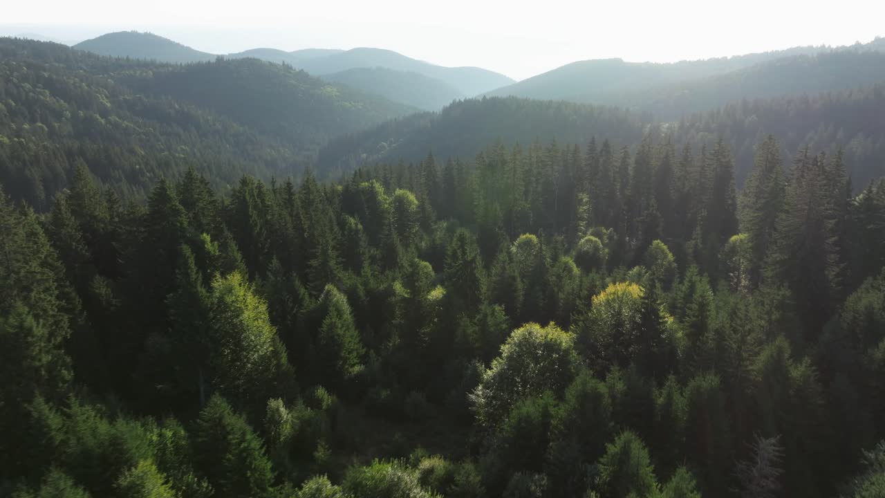 Vista aerea di una foresta verde e lussureggiante nelle montagne