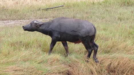 Water-Buffalo,-Bubalus-bubalis,-4K-Footage