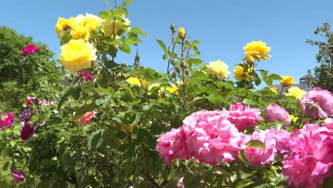 colorful rose garden
